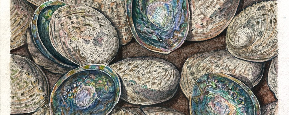 Paua Trio - Patrick White