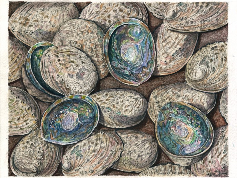 Paua Trio - Patrick White